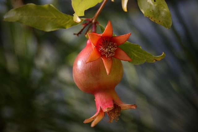 How to Pick the Best Pomegranate and Enjoy Its Juicy Benefits