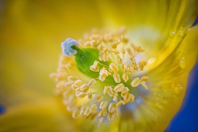 What Is the Best Fertilizer for Flowering Plants to Make Your Garden Bloom Brightly
