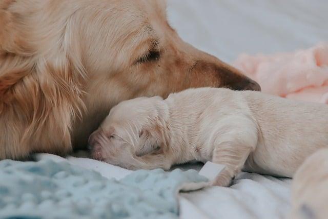 Best Puppy Shampoo for Gentle, Tangle-Free Cleanings Your New Furry Friend Will Love