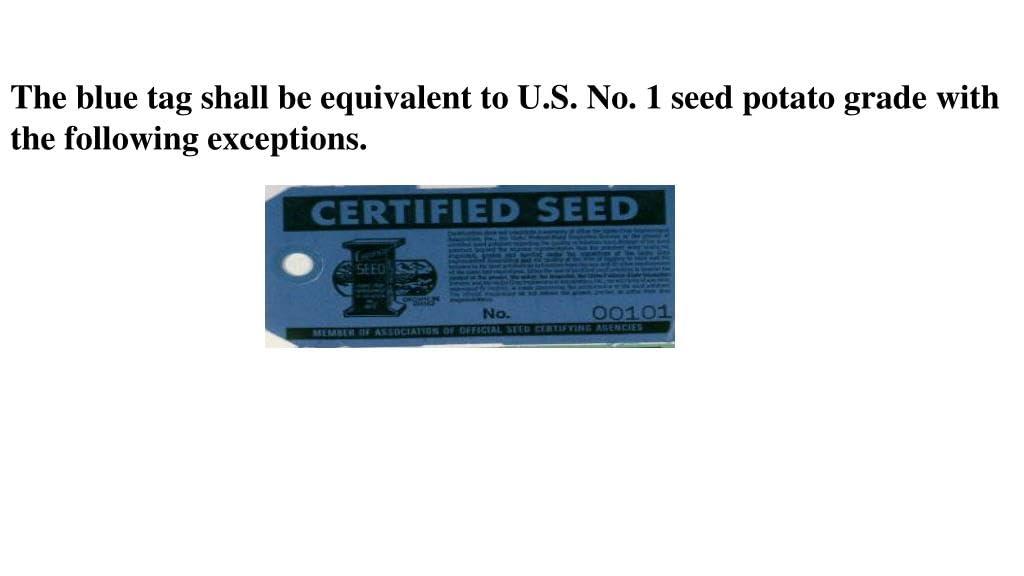 Best Vegetable Seeds - Yukon Gold Seed Potatoes, Non-GMO Blue Tag Certified, Gold Skin, Creamy Flesh, Determinate Review