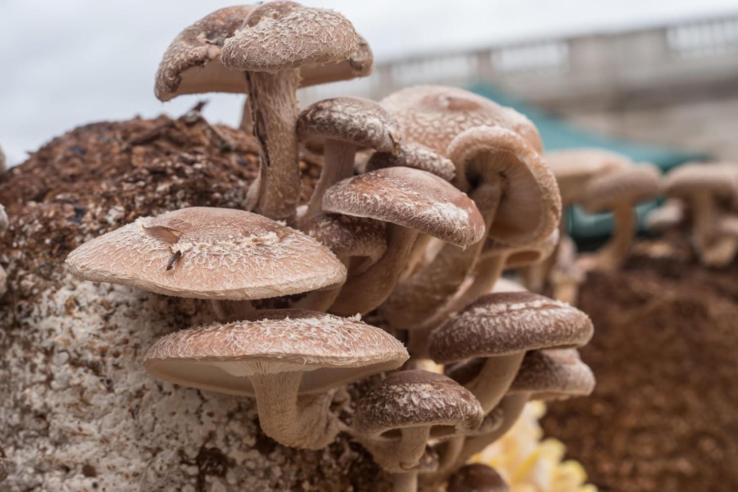 Shiitake Plug Tested Versus Logs: Grow Gourmet Med Mushrooms at Home or Commercially