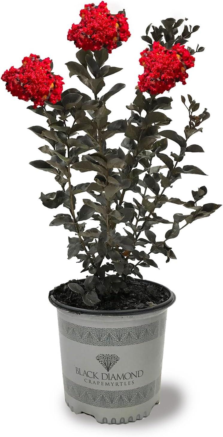 Comparing Crape Myrtles: Crimson, White, Purple Showdown... Choose Wisely!