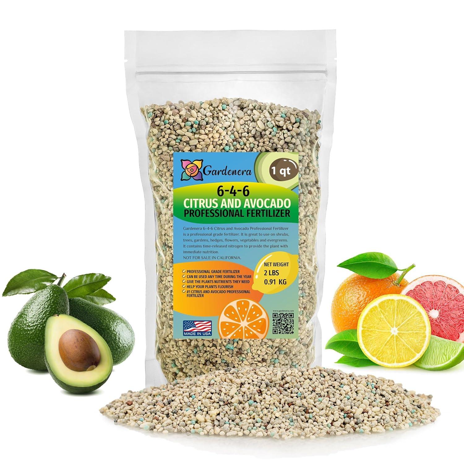 Spicing Up Citrus Care: Tested Avocado Tree Treats