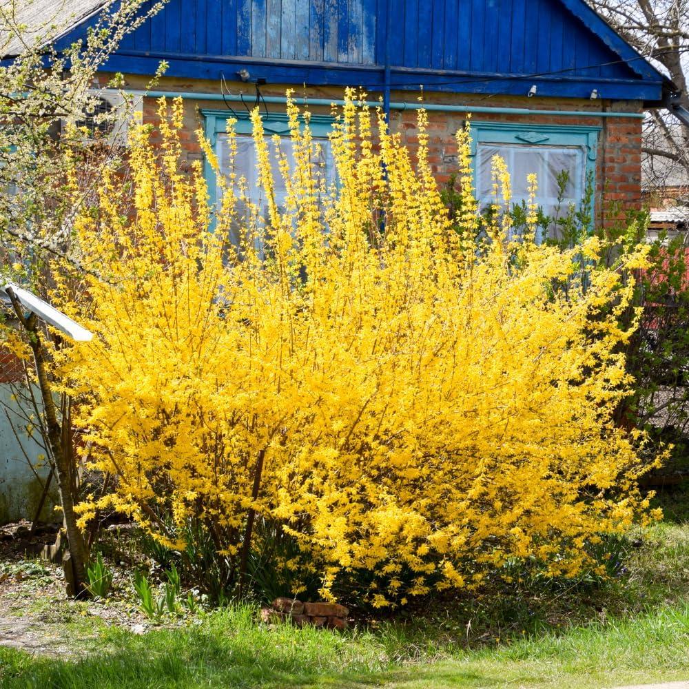 Forsythia Showdown: Pruned Roots vs. Fragrant Power!