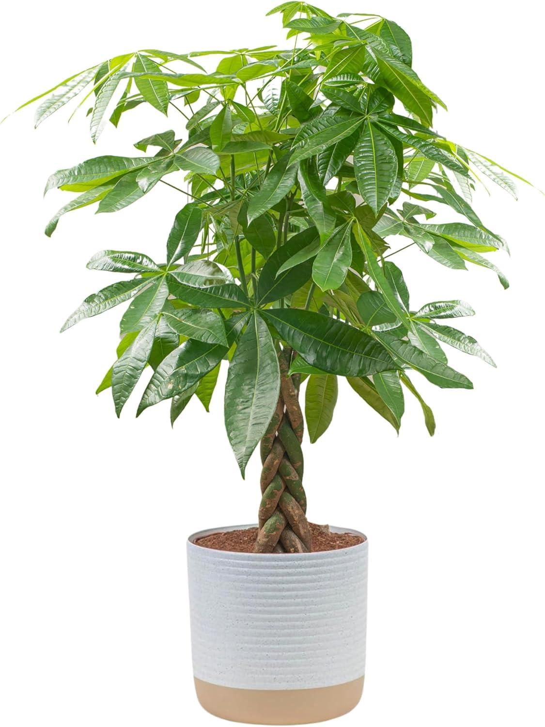 Anthurium Versus Money Tree: A Surprising Comparison... Birthday Or Housewarming?