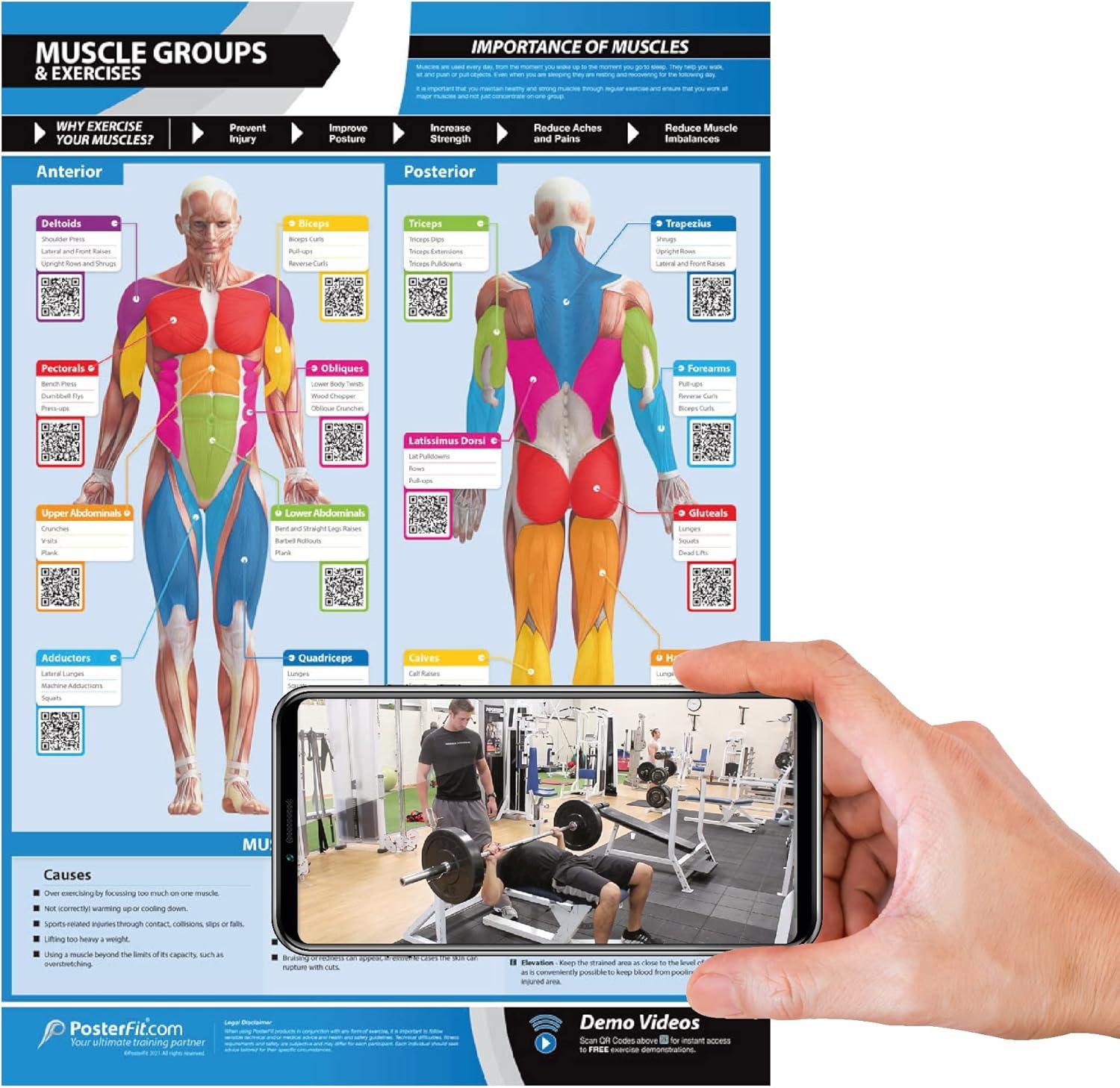 Muscle Groups Poster: Tested Versus Video Bundles: Showdown... Fitness Wall Chart Humor Fitness