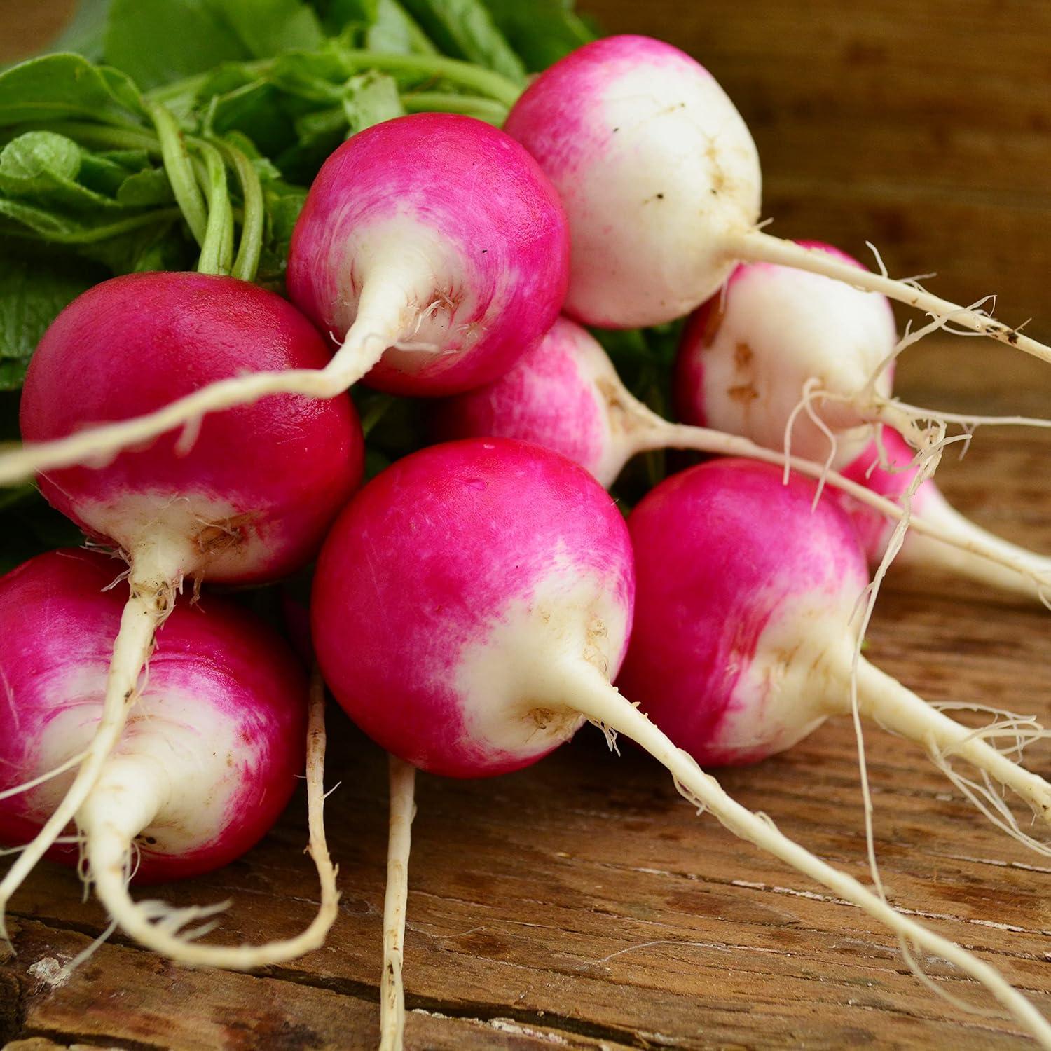 Sparkler Radish Showdown: Fast-Growing, Non-GMO compared for Home Garden Insights