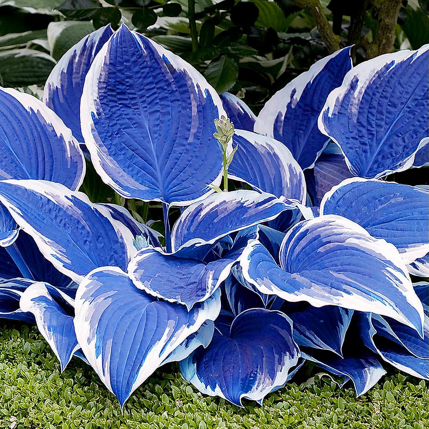 Best Shade Alliums Tested: Perennials vs Annuals