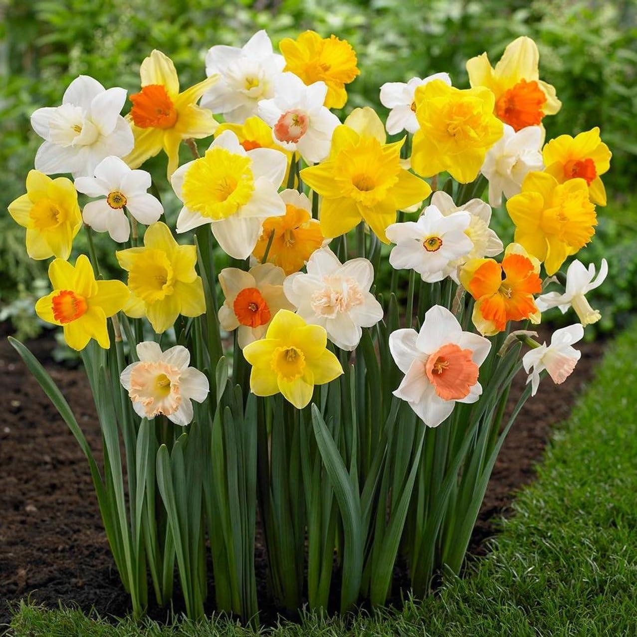 Daffodil Showdown: Tested Beauty, Perennials, Gardens… (Bulbs Are the Buzz!)