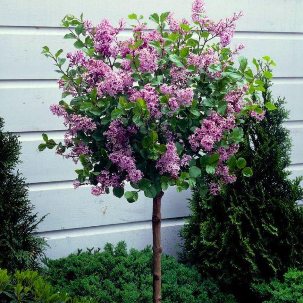 Comparing Fragrant Lilac Bushes... vs. 2-Piece Syringa Plants for the Spring Garden Sweet Spot