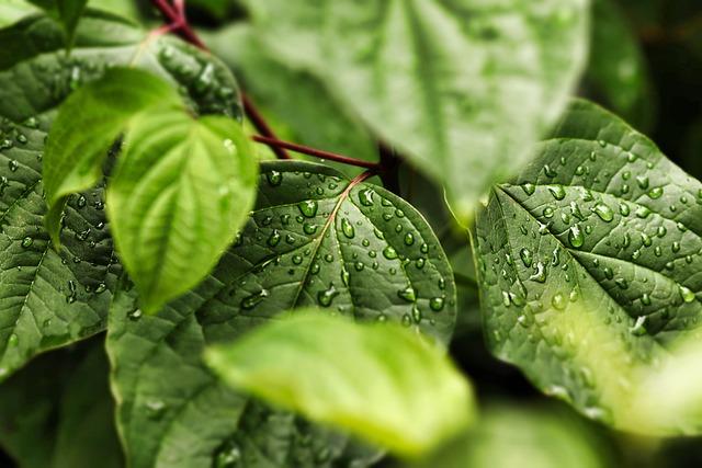 Tired or Thirsty? Discover the Best Drink for Hydration Relief Today