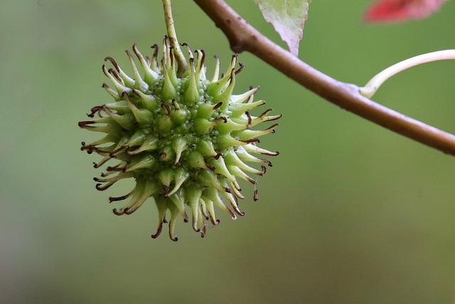 Best Fruit to Eat in the Morning: Kickstart Your Day with an Energy Boost