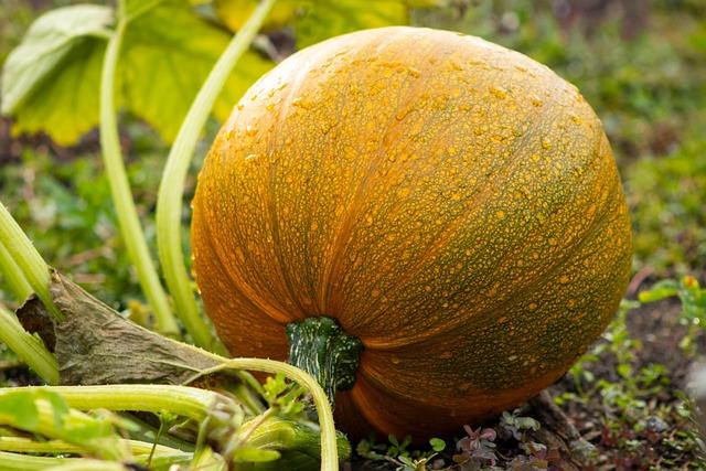 What fertilizer is best for your vegetable garden (grow a bountiful harvest)