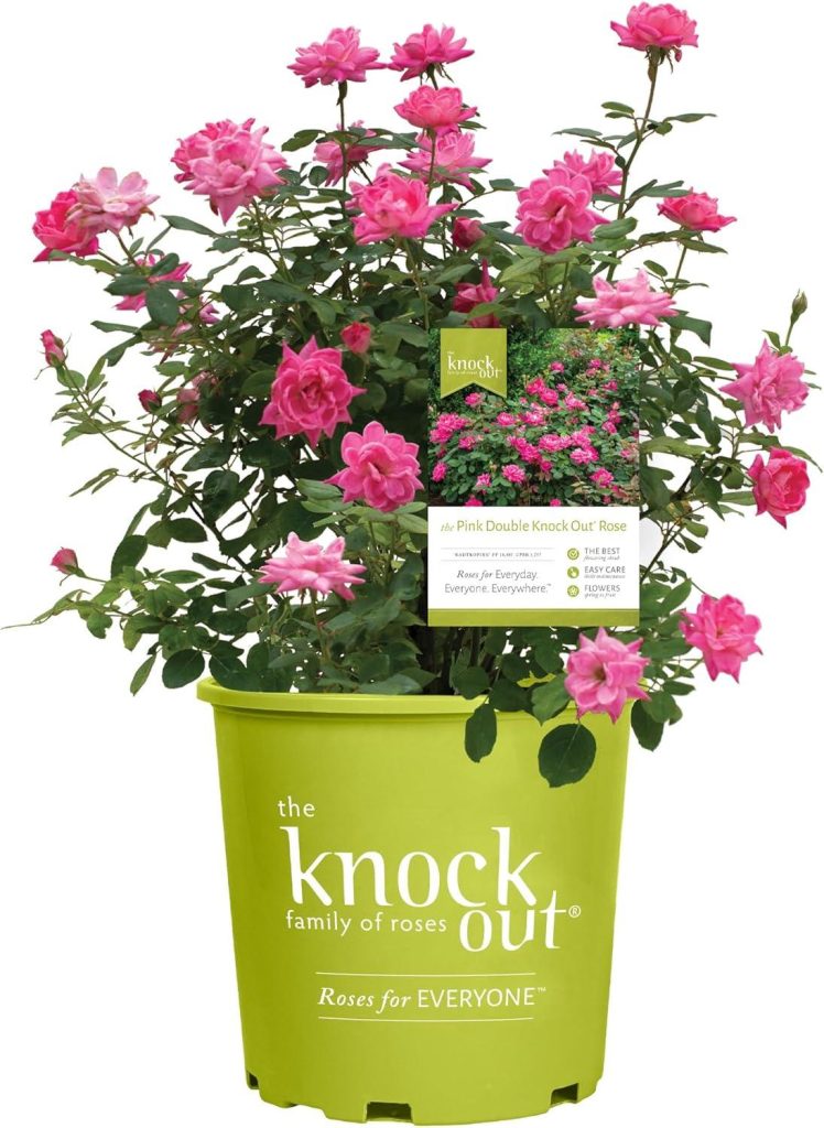 Best Rose Shrub – Knock Out 1 Gal. Double Pink Rose Review