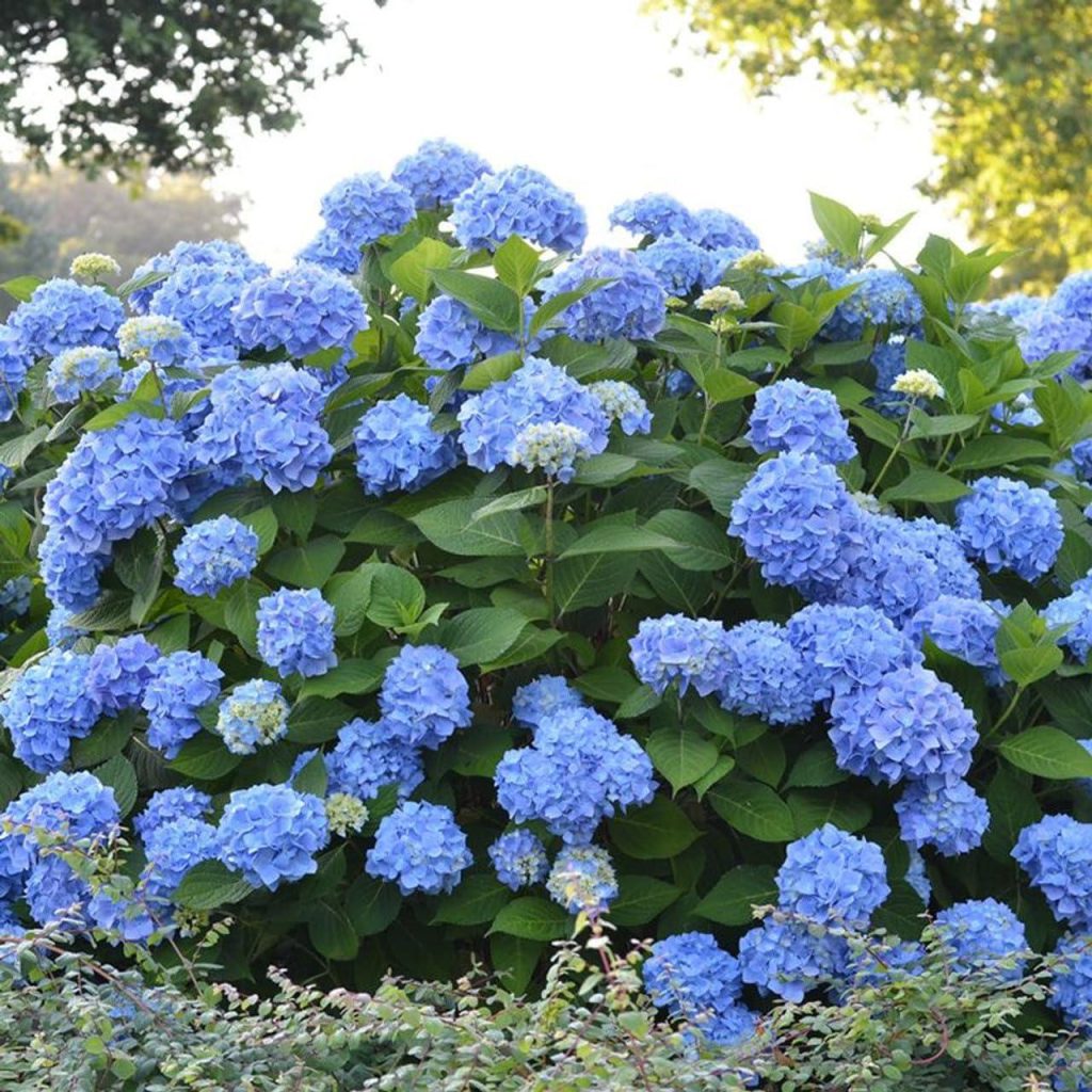 Best Garden Planter – Original Endless Summer Hydrangea Review