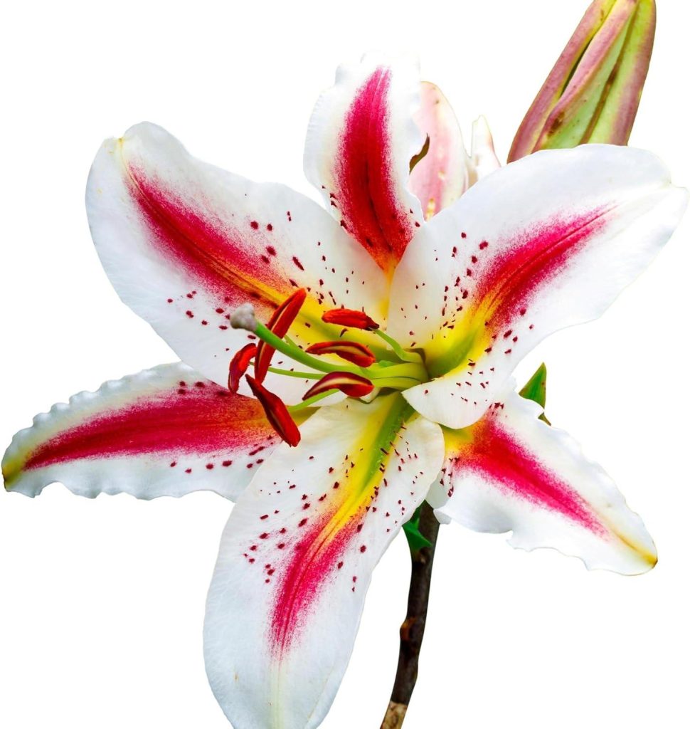 Best Garden Bulbs – Easy to Grow Lilium Oriental Lily ‘Playtime’ Review (56 characters)
