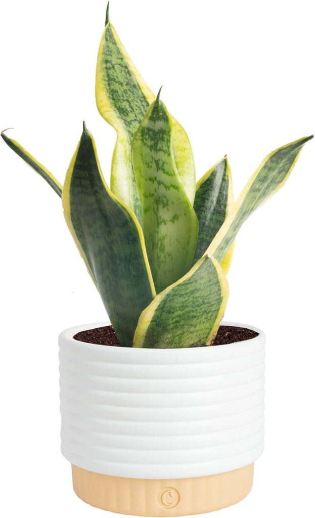 Best Indoor Plant – Costa Farms Snake Plant in Decorative Pot Review