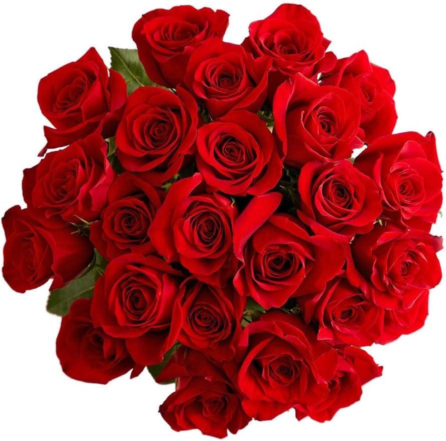 Best Floral Gift – 1800 Flowers – Valentine’s Day 24 Stem Red Roses Review