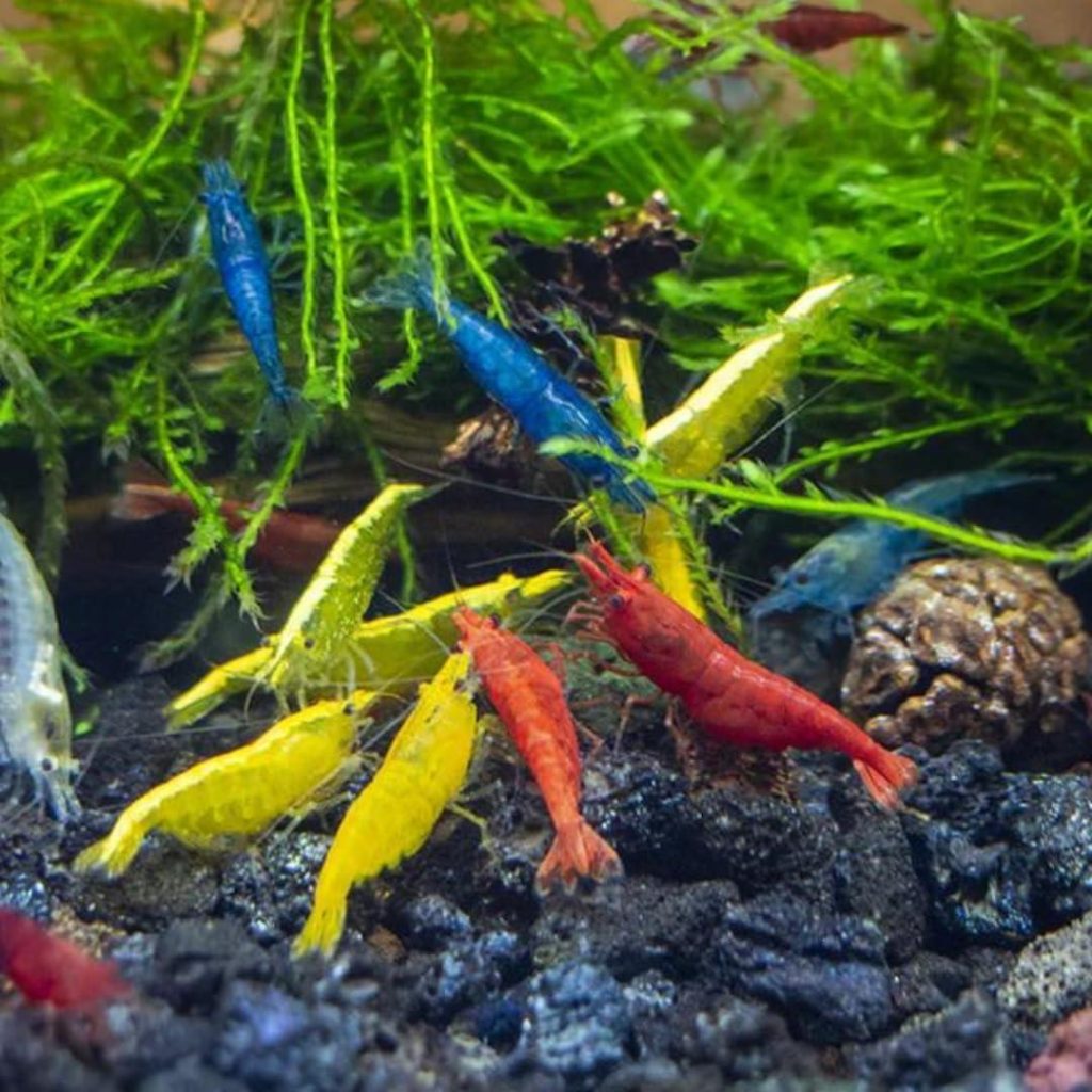 Best Freshwater Shrimp – Assorted Neocaridina davidi – 10 Pack Review