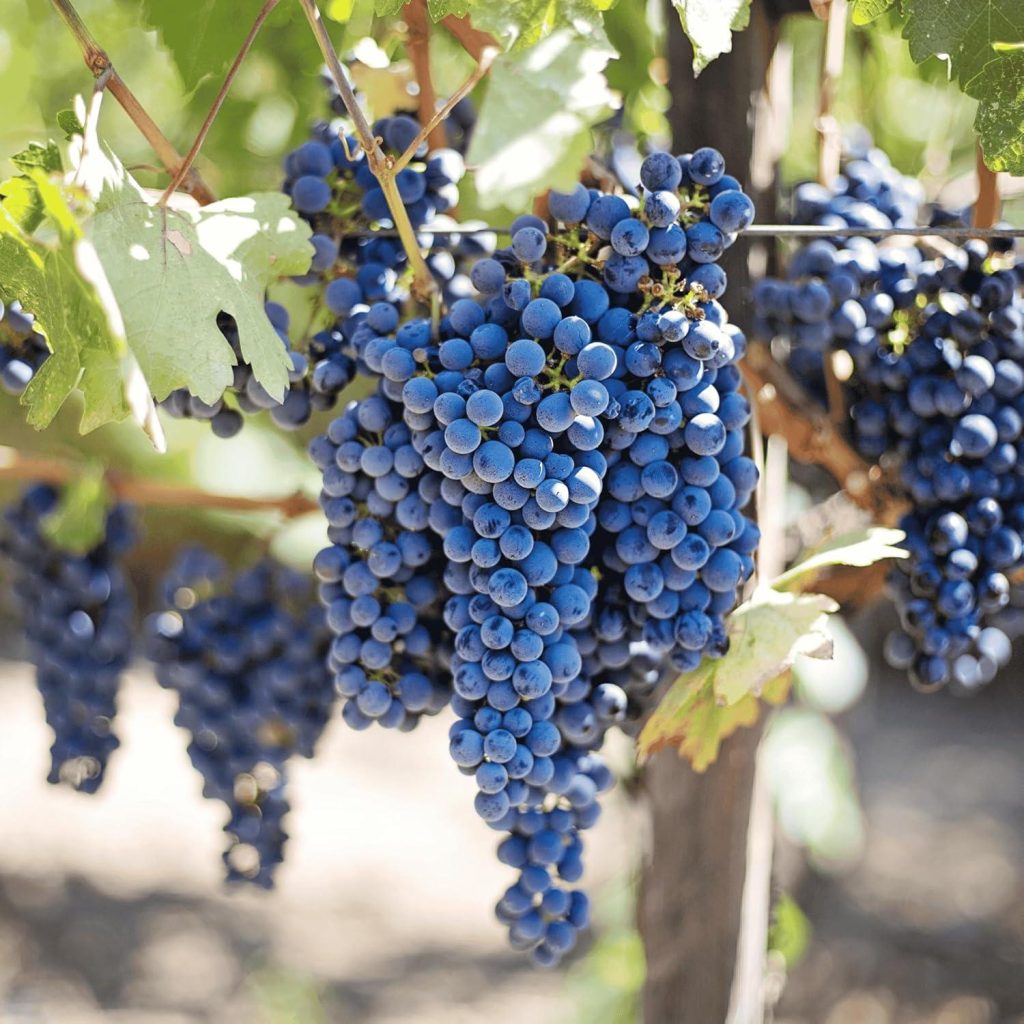 Best Grape Vines – Concord Grape Vines, Live Bare Root Plants Review