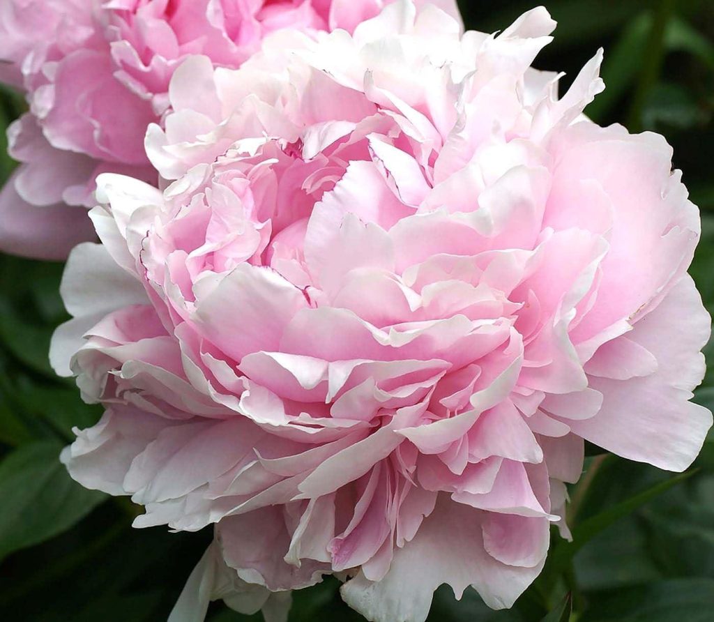 Best Premium Peony – Sarah Bernhardt Double Pink Peony Review