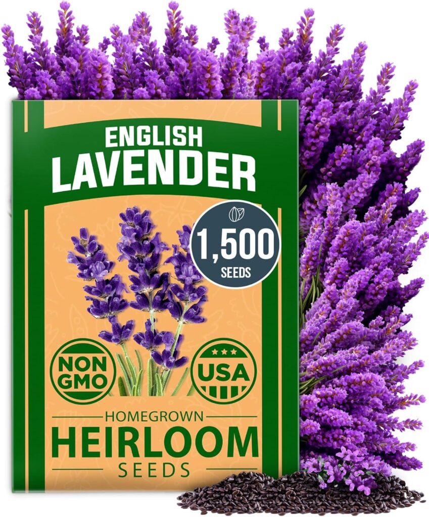 Best Garden Seeds – HOME GROWN Non GMO English Lavender Review