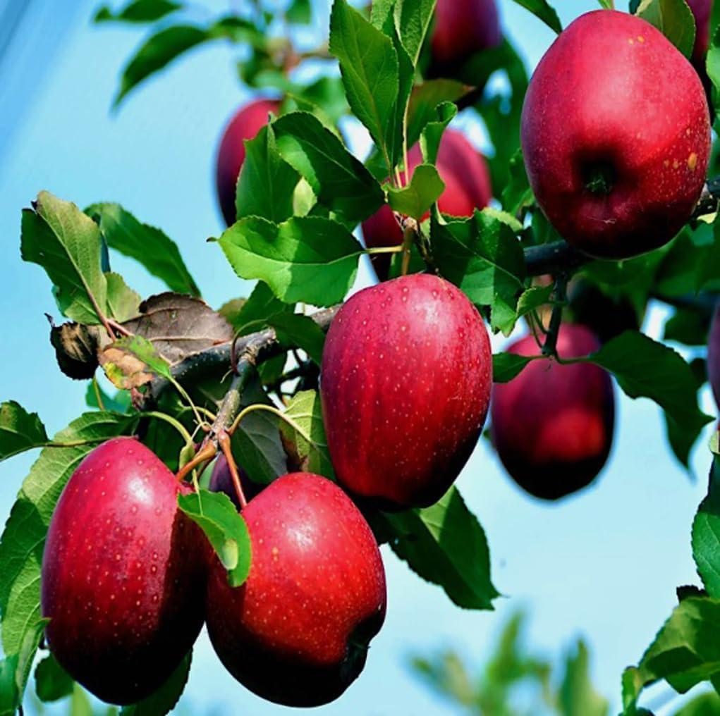 Best Heirloom Seeds – 30PCS Paradise Apple Seeds Review
