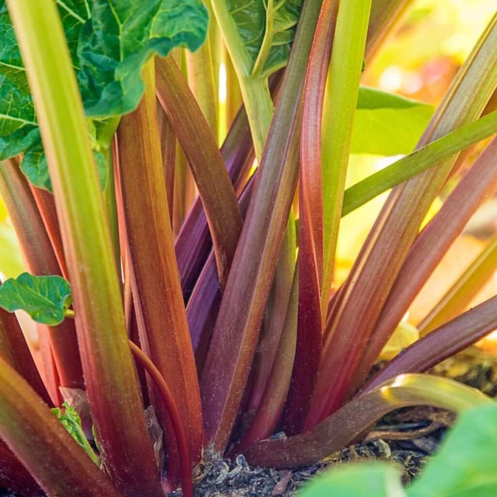 Best Vegetable Roots – GURNEY’S – Glaskin’s Perpetual Rhubarb Review