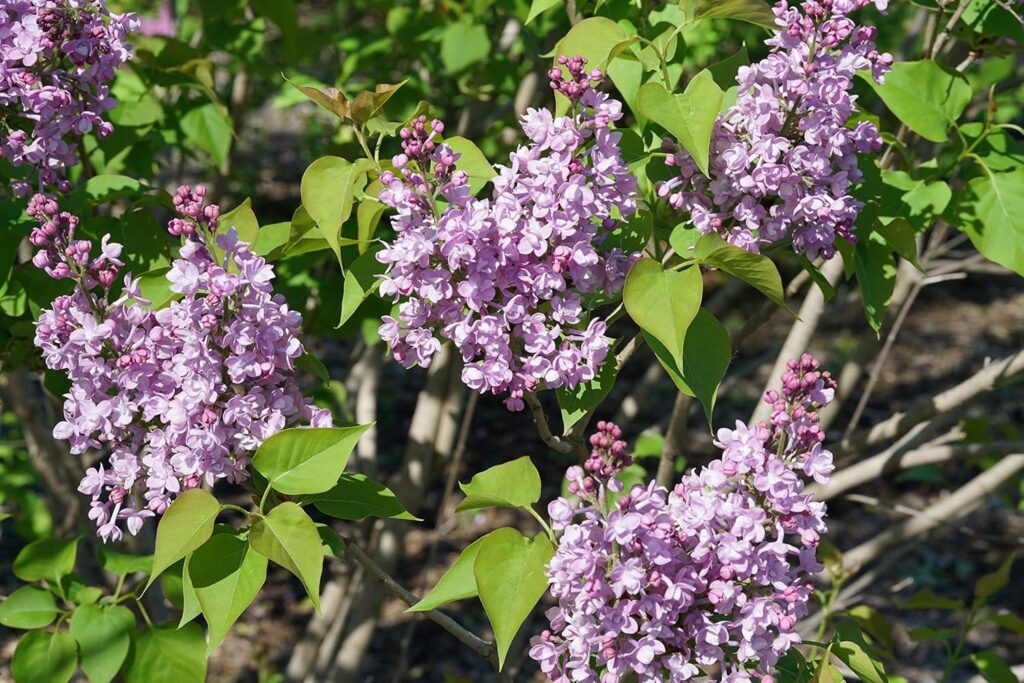 Best Shrub – Proven Winners – Syringa x hya. Scentara Double Blue Review