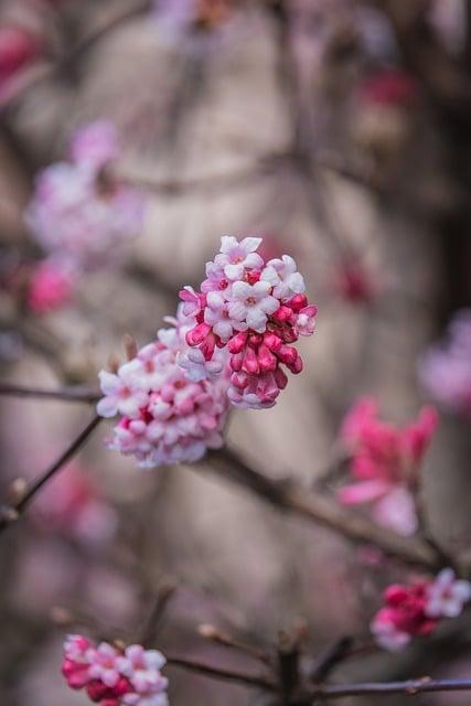 When is the Best Time to Cut Back Rhododendrons for Healthy Growth and Beautiful Blooms
