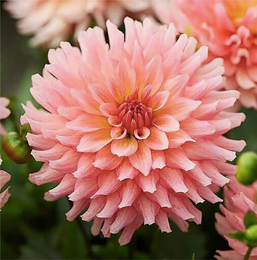 Leanardo Dahlia 5-Gallon Size: Surprising Container Fit for Spring 2025
