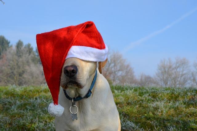 Labs Are the Best Pets to Have (See Why!)
