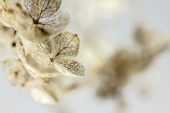 Best time to prune a hydrangea: a guide for ensuring your flower show returns annually