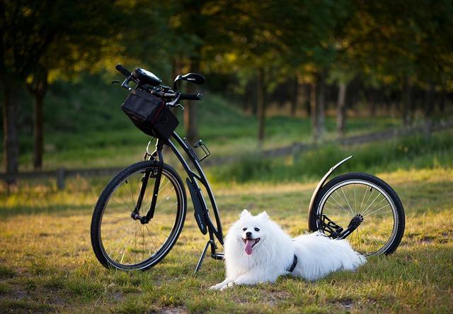 What are the best puppy training treats? Is it really this easy to find?
