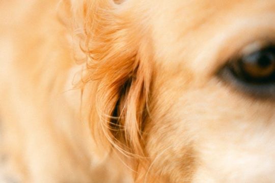 What’s the Best Vacuum for Pet Hair and Why?