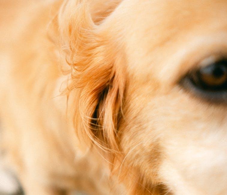 What’s the Best Vacuum for Pet Hair and Why?