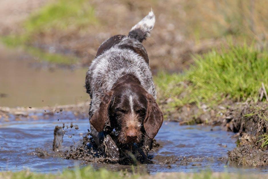 Okay, here is a title:

“The Best Pet: Choosing Yours Based on Your Lifestyle”