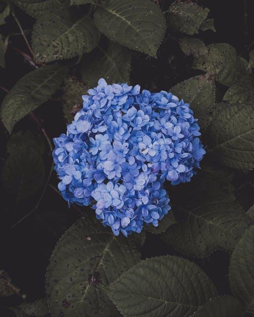 Getting Great Blooms Start Right: Perfect Time to Plant Hydrangeas