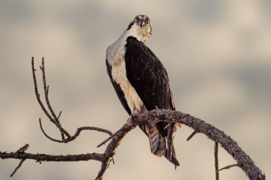 Best Travel Backpack – Osprey Farpoint 40 Review