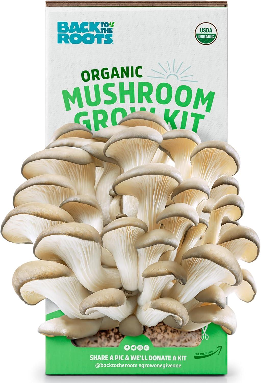 сравниваю органический Grow Kit шляпки лиловых грибов суровых... 10 дней урожая