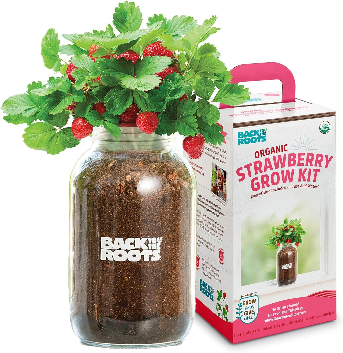 Amazing Strawberry Kit Showdown: Year-Round Growth vs. Effortless Setup… paranoid?