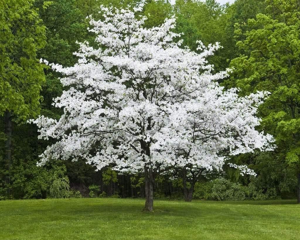 White Dogwood Tree: Quart Pot Tested vs. Seedling Growth - Spring Insight