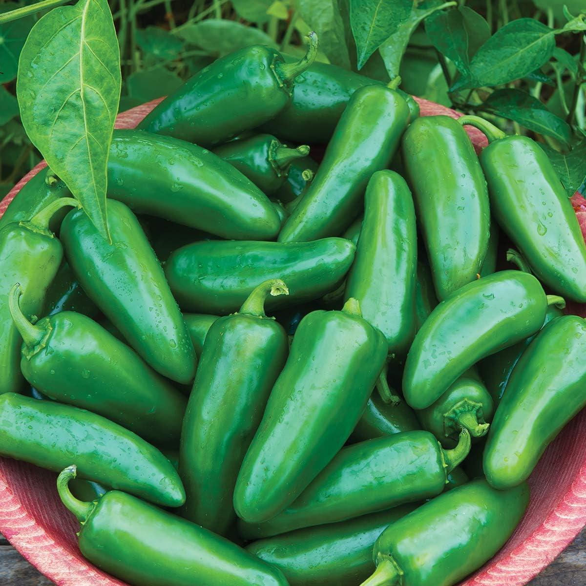Non-GMO Heirloom Bell Peppers: Surprising Flavor & Sustainability Boost for Home Gardens