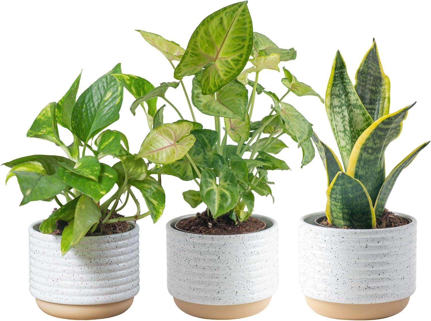 Costa Farms Live Plants: Surprising Showdown - Air-Purifying, Easy-Grow, Decor