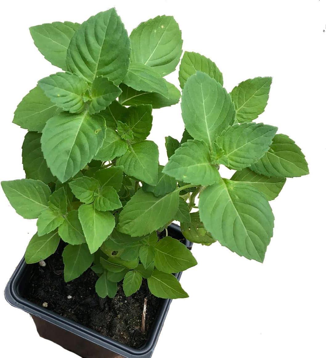 Basil Showdown: Heirloom Seeds, Live Plants, & Purple Leaves - Tested for Easy Home Growing