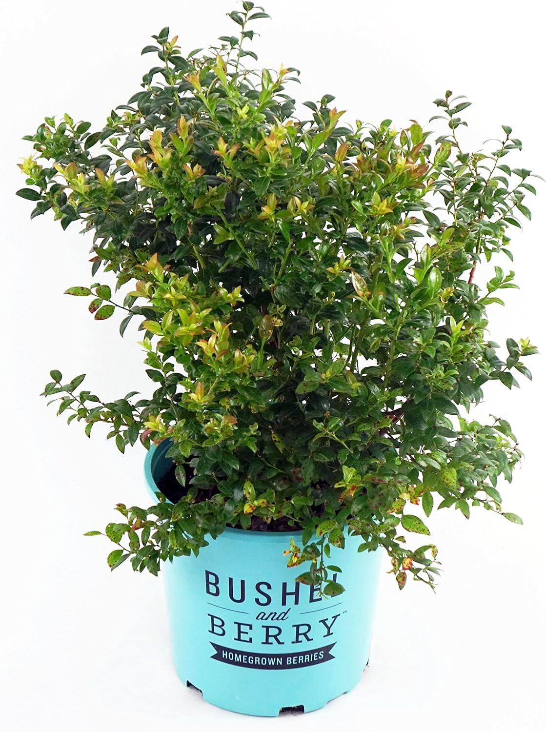Jewel Blueberry Plants: Compact, Sweet, and Surprising for Small Spaces