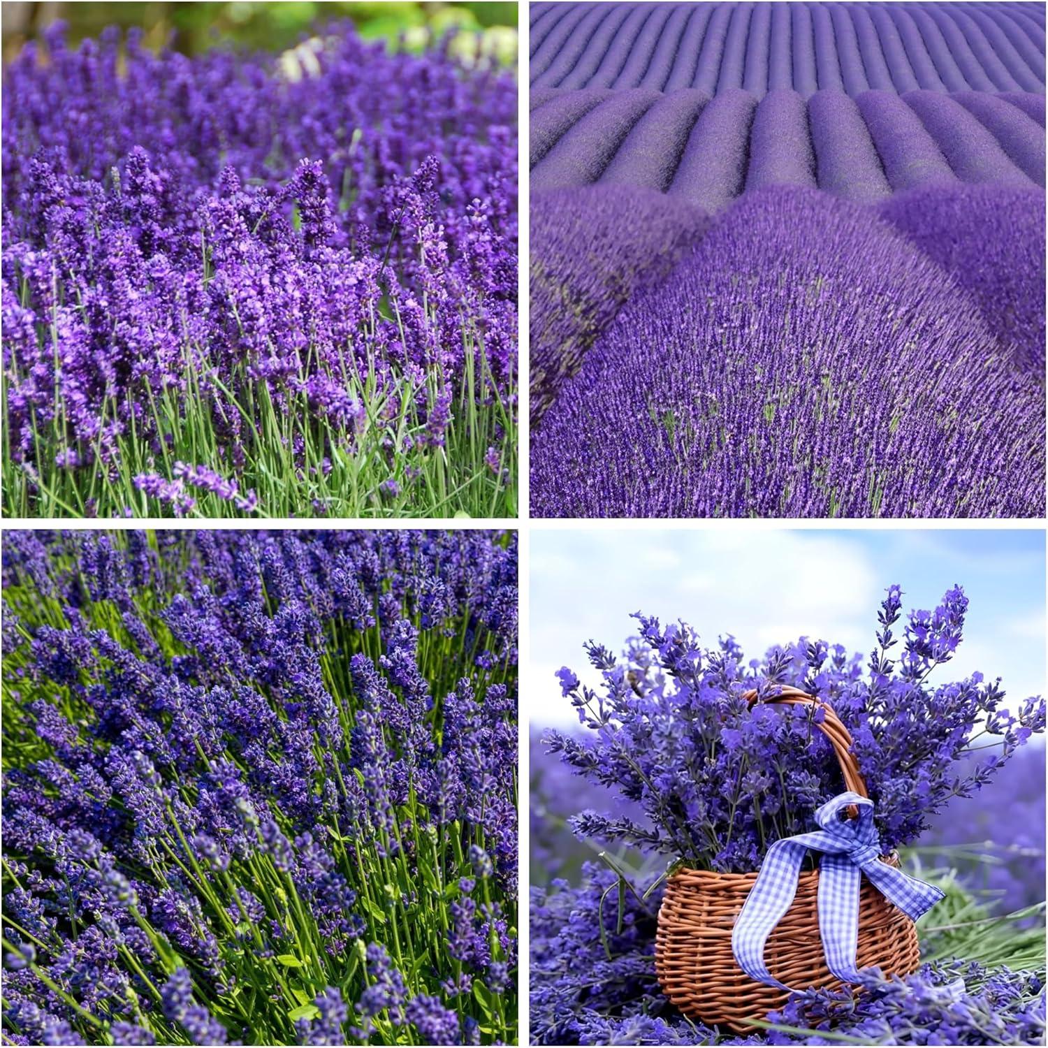 Surprising Lavender Match: Live Versus Artificial Showdown