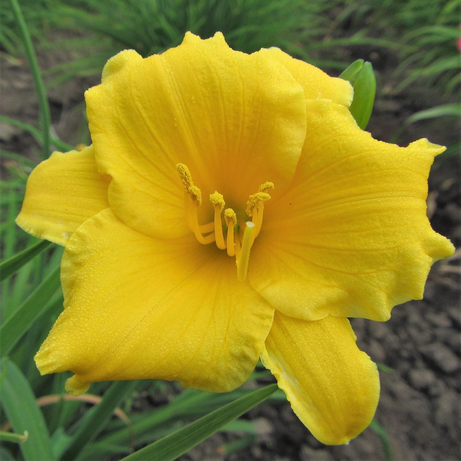 Stella De Oro Daylily Tested: 3 Divisions, Sunny Yellow Blooms in Full Sun