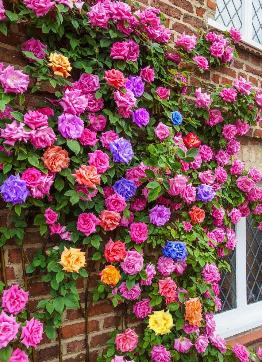 Showdown: 100+ Mix Color Climbing Roses vs. Seasonal-Blooming Perennial Shrubs for Vibrant Garden Decor