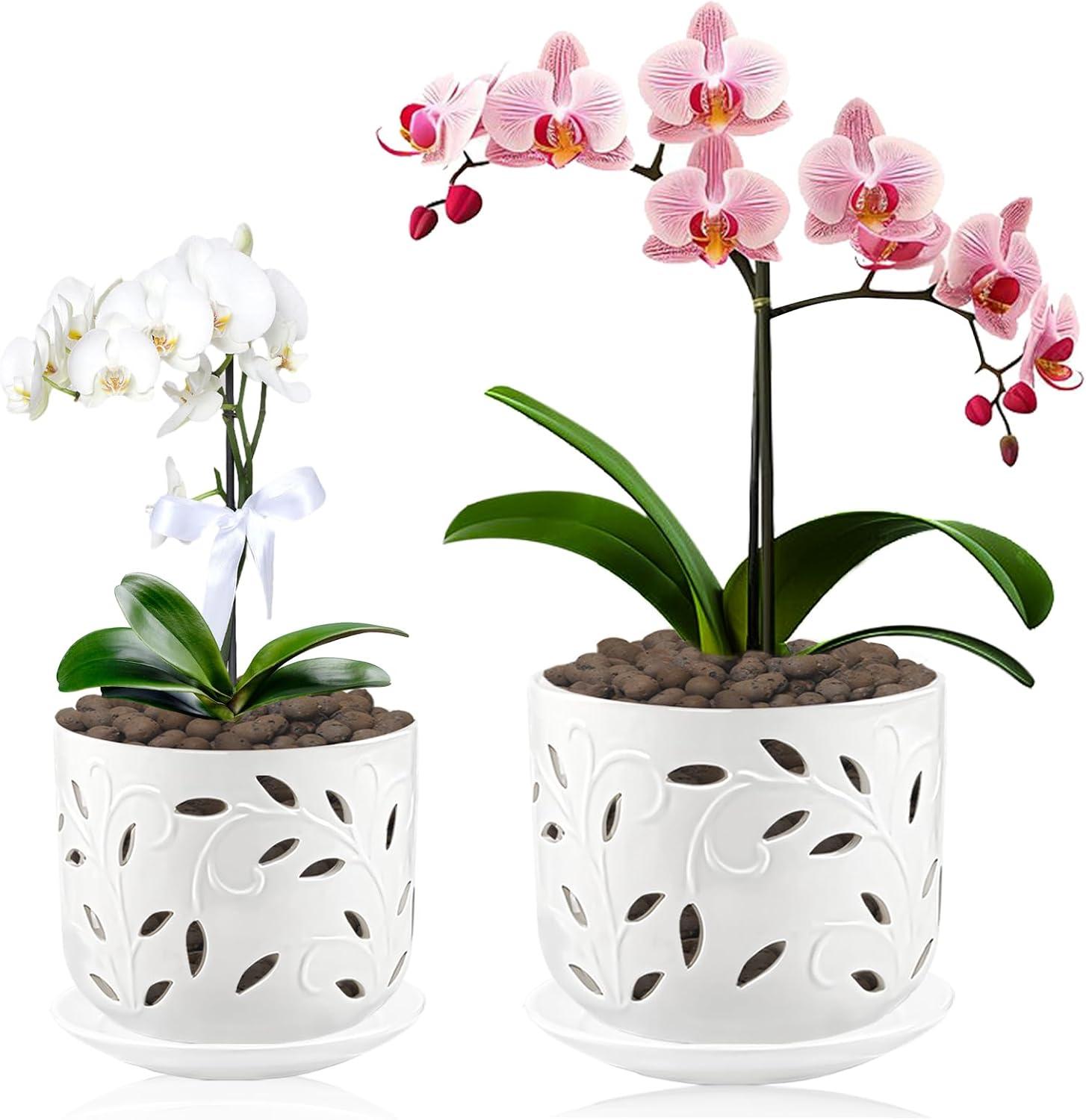Orchid Pots Showdown: Holes, Saucers, & Ceramic Drainage Tested for Root Health